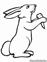 Kelinci Rabbit Mewarnai Wortel Makan Rabbits Sketsa Hase Carrot Diwarnai Lucu Binatang Imut Mudah Tersebut Putra Biarkan Semuanya Putri Coloringfolder sketch template