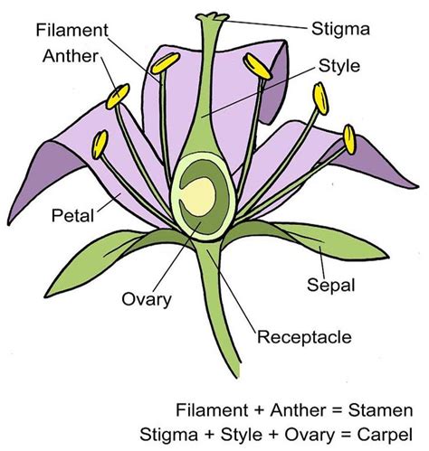 flower structure diagram including  blank copy   students