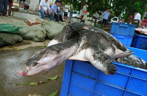 wildlife species   agenda  cites meeting  bangkok