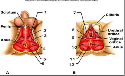 flashcards table on muscles of pelvic outlet