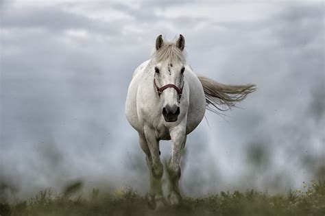 images nature animal pasture stallion mane horses animals mare white horse horse