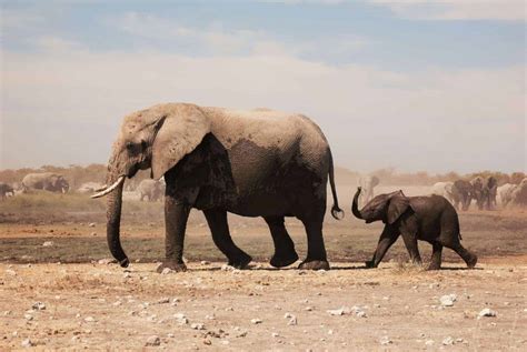 elefanten  der wildnis der komplette guide animals   globe