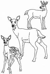 Deer Coloring Chevreuil 2760 Leisure Enjoyable Totally Kidscolouringpages Bestappsforkids Stumble Coloriages sketch template