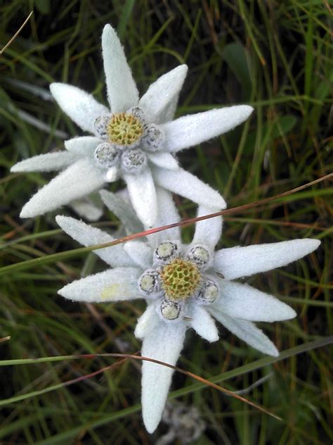 edelweiss flower google search tattoo ideas pinterest flower flowers  plants