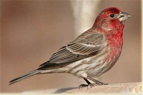 house finch red breasted house finch