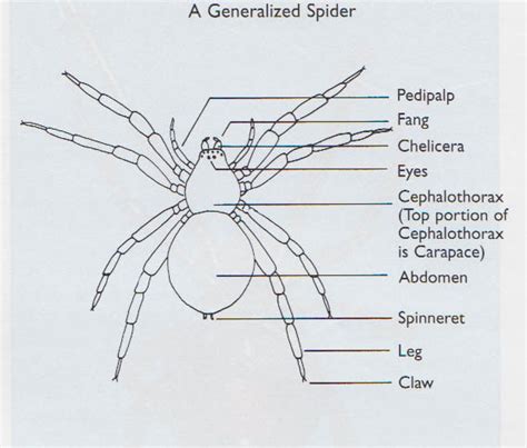 show  nature  overview   arachnids spiders part
