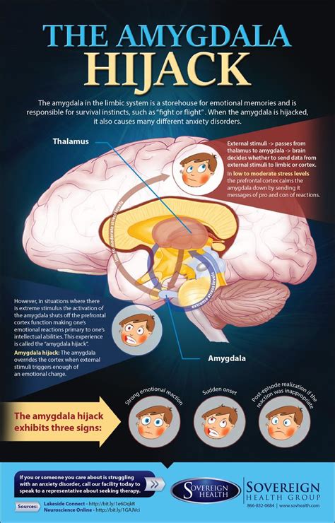 psychology infographic  amygdala hijack wwwsovhealthcom