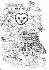 Roses Owls Hibou Coloriages Ausmalbild Eule Abstract sketch template