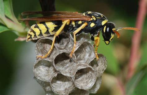 Wasps Greenleaf Pest Control