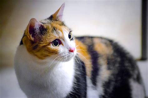 calico cat fun facts genetics behavior  lifespan