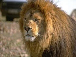 lions physical characteristics