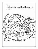 Rattlesnake Diamondback Snakes Venomous Ridge sketch template