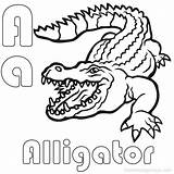 Alligator Coloring Pages Printable Baby Snapping Turtle Getdrawings Getcolorings Line Drawing Colorings sketch template