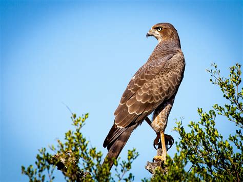 birds of prey coming to lake livingston state park bluebonnet news