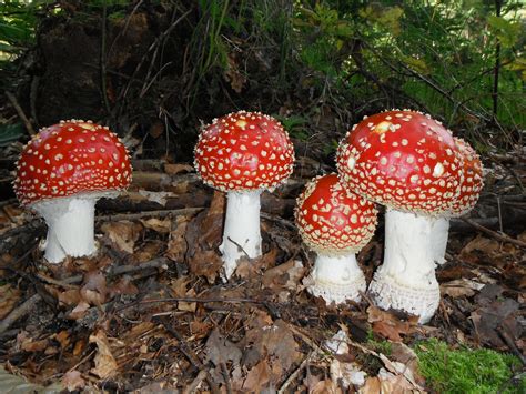 images gratuites rouge champignon champignons toadstools mouche mouchete agaric bole
