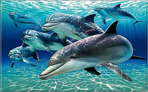 dolphins wallpaper  pc tablet  mobile