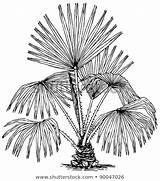 Palm Sketch Sabal Coloring Pages Drawing Choose Board sketch template