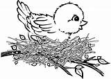 Nest Coloring Birds Pages Cartoon Bird Baby Illustration sketch template