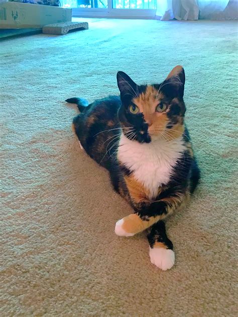 calico cats baby cats cute cats  kittens orange cats