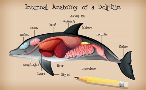 internal anatomy   dolphin  vector art  vecteezy