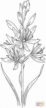 Hyacinth Kleurplaten Camassia Scilloides Jacinto Kolorowanka Supercoloring Kolorowanki Salvaje Kwiat Lilii Hyacint Designlooter Hiacynt Hyacinthus sketch template