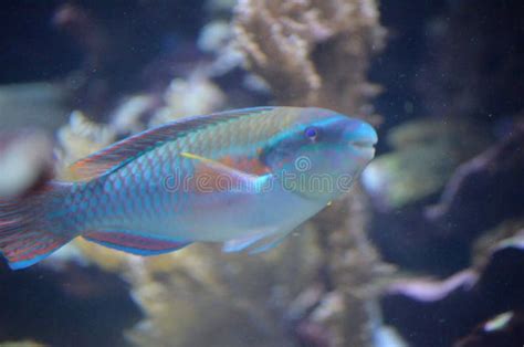 gorgeous blue parrot fish swimming  stock image image  underwater fishies