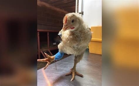 Chick Was Going To Be Put Down But Got A Tiny Cast Instead The Dodo