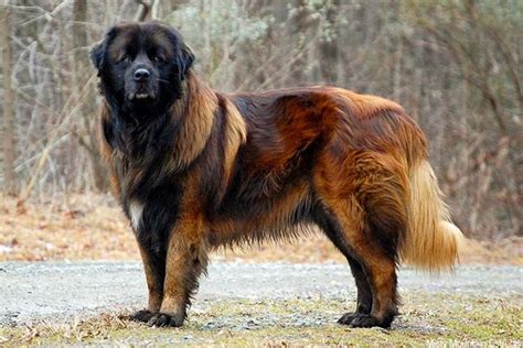 pyrenean shepherd  estrela mountain dog breed comparison