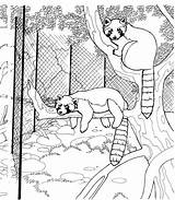 Raccoon Kleurplaat Wildlife Dierentuin Rode Footprint Bobcat Bedreigde Homecolor sketch template