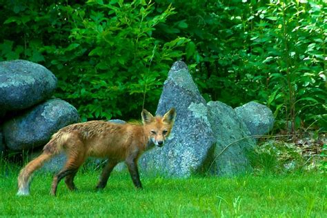 fox   backyard  feels   zoo   flickr