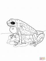 Frog Dart Poison Coloring Blue Kids Strawberry Frogs Designlooter Pages Click Getdrawings Drawing Popular sketch template