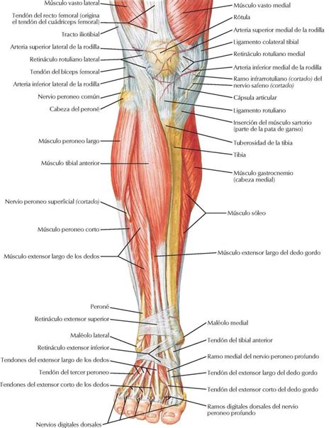 Musculos De La Pierna Anatomia Piernas Anatomia Humana Musculos Y Images