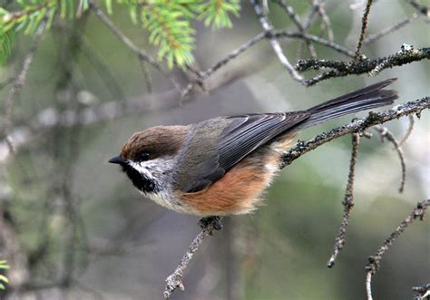 north shore nature boreal chickadee  marathon