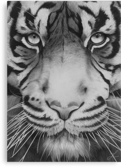 tiger canvas prints  zarydoesart redbubble