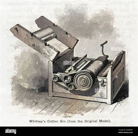 whitneys cotton gin  enabled cotton fibre   separated   seeds mechanically