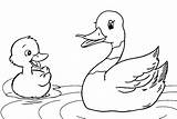 Duck Coloring Mother Pages Duckling Happy Ducklings Fun Children sketch template
