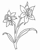 Welsh Narciso Daffodils Varias sketch template
