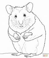 Hamster Coloring Pages Cute Hamsters Color Print Printable Kids Drawing Supercoloring Getdrawings Online Results Comments sketch template