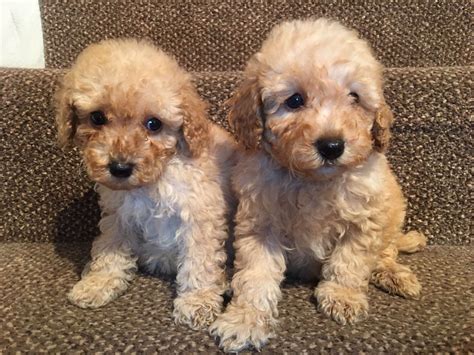 miniature poodle puppies  sale seattle wa