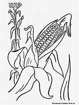 Jagung Mewarnai Harvest sketch template