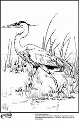 Coloring Stork Storks Heron Library Clipart Teamcolors Getcolorings sketch template
