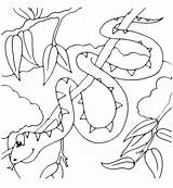 Serpente Ramo Animali Sarpe Colorat Coloradisegni sketch template