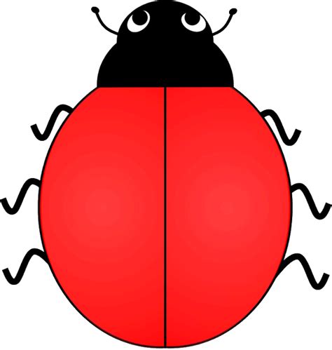 ladybug  spots   image