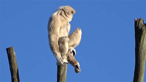 grappige apen  de safaripark beekse bergen youtube