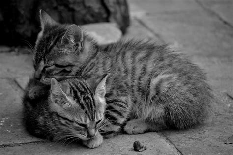 Kittens Cuddling Flickr Photo Sharing