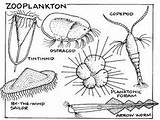 Zooplankton Drawing Phytoplankton Cliparts Coloring Library Clipart sketch template