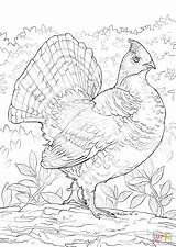 Grouse Coloring Ruffed Pages Template Bird sketch template