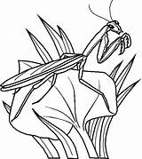 Coloring Pages Bug Bugs Mantis Praying Bunny sketch template