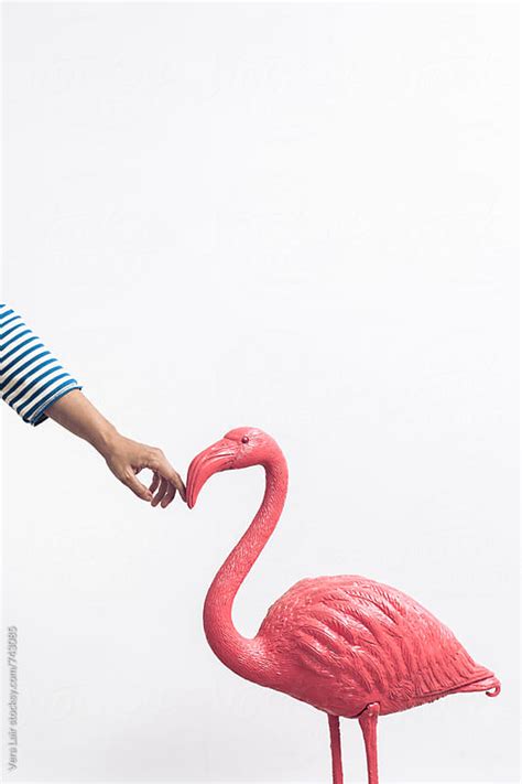 Plastic Pink Flamingo By Vera Lair Stocksy United