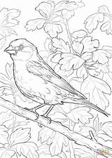 Coloring Bird Finch Hampshire State Pages Purple Printable Birds Drawing Finches Supercoloring Categories sketch template